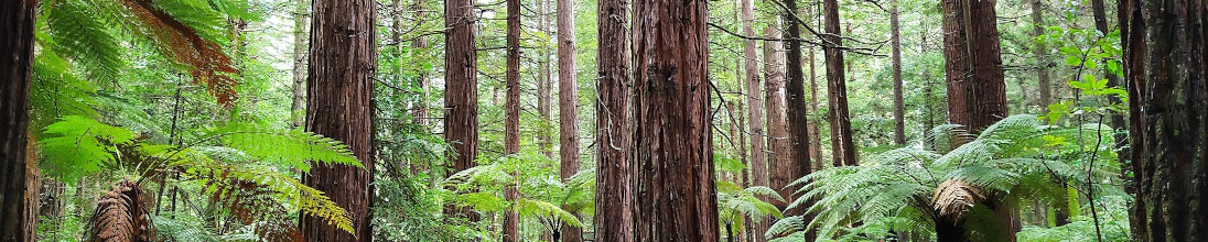 Kauri Forest